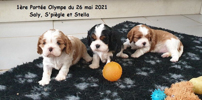 chiot Cavalier King Charles Spaniel du Domaine D'edrobal