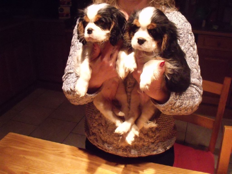 du Domaine D'edrobal - Cavalier King Charles Spaniel - Portée née le 21/10/2015