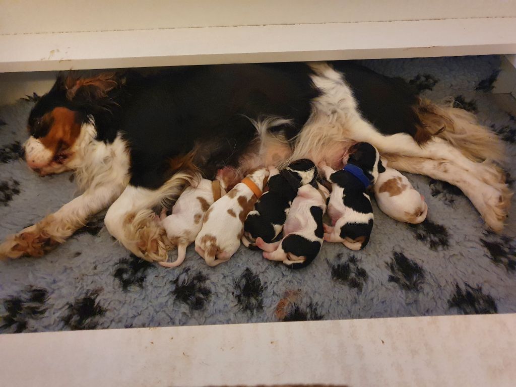 chiot Cavalier King Charles Spaniel du Domaine D'edrobal