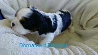 CHIOT CAVALIER KING CHARLES LOF 