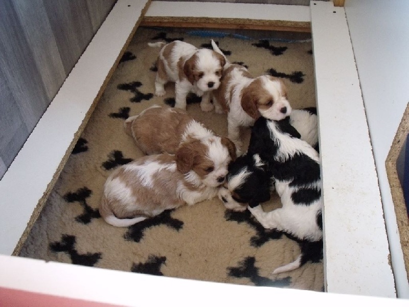 du Domaine D'edrobal - Cavalier King Charles Spaniel - Portée née le 24/05/2015