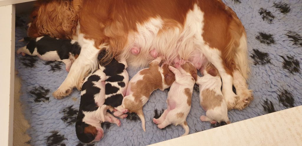 chiot Cavalier King Charles Spaniel du Domaine D'edrobal