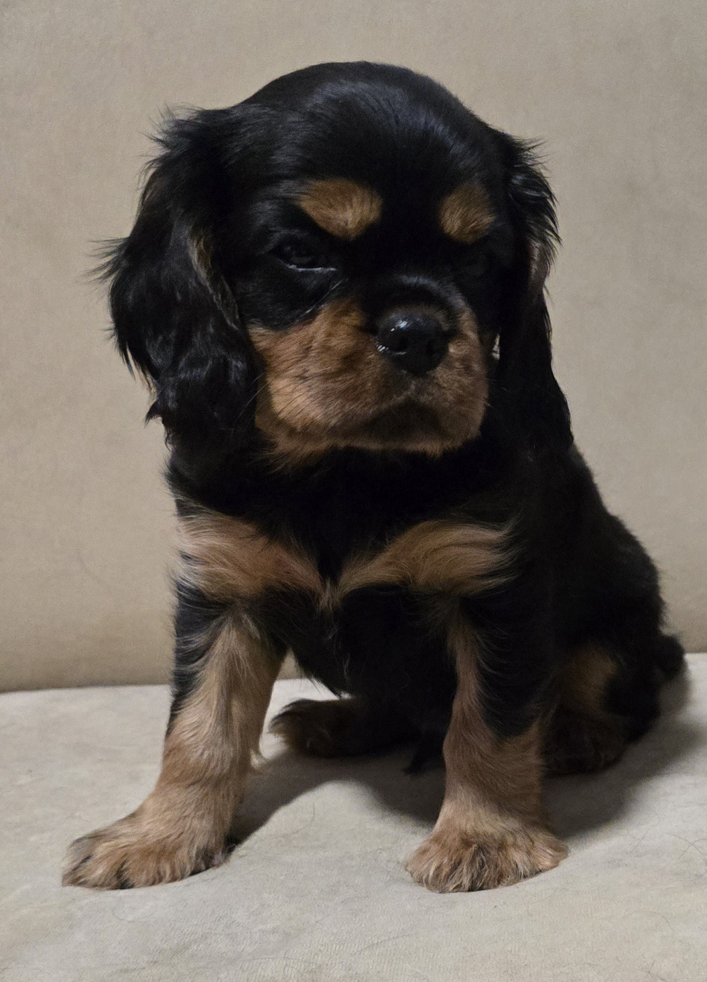 du Domaine D'edrobal - Chiots disponibles - Cavalier King Charles Spaniel