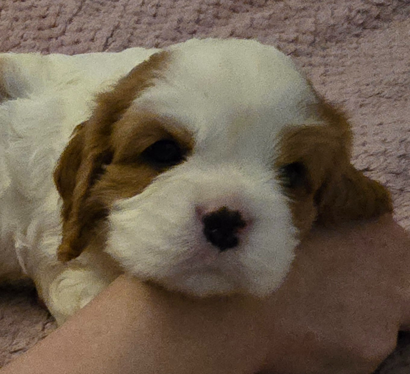 du Domaine D'edrobal - Chiots disponibles - Cavalier King Charles Spaniel