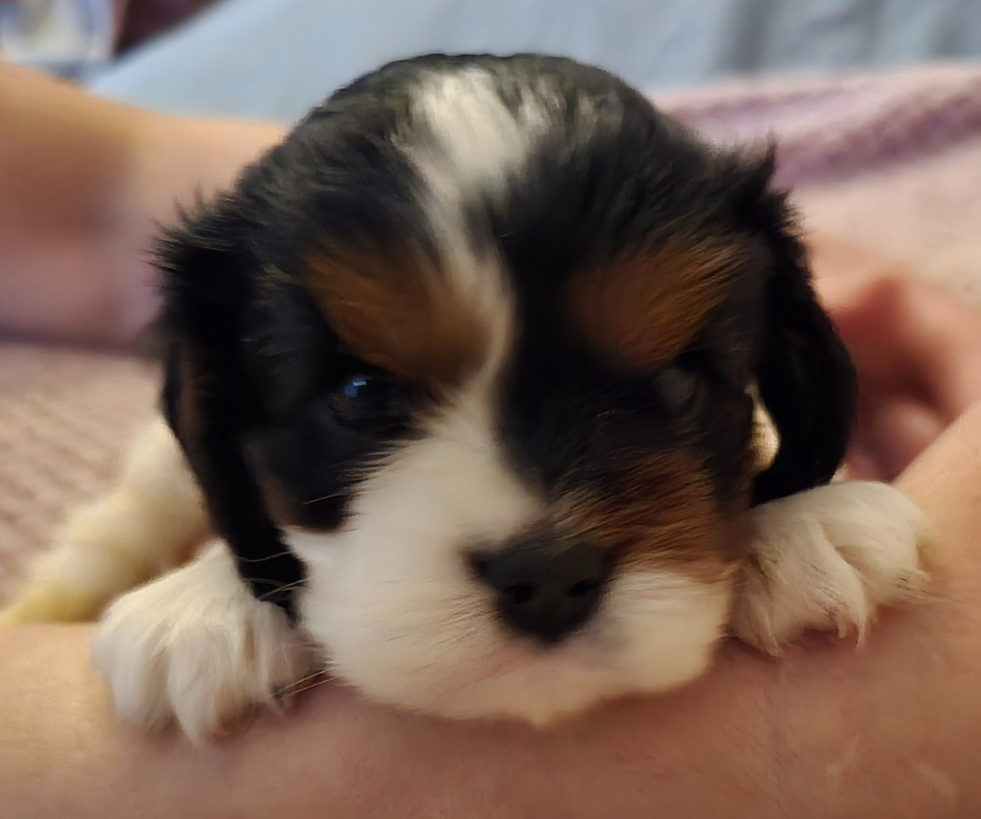 du Domaine D'edrobal - Chiots disponibles - Cavalier King Charles Spaniel