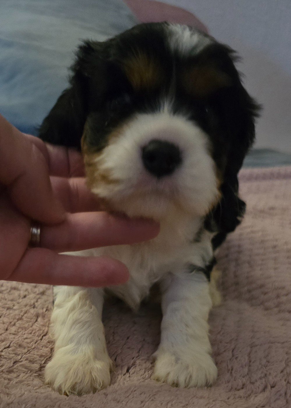du Domaine D'edrobal - Chiots disponibles - Cavalier King Charles Spaniel