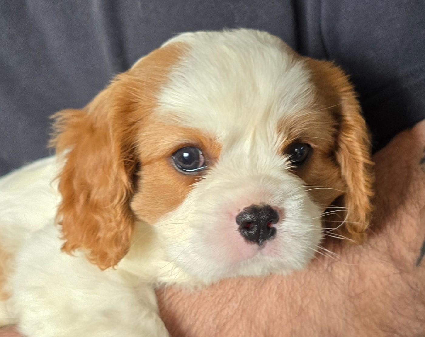 du Domaine D'edrobal - Cavalier King Charles Spaniel - Portée née le 10/06/2026