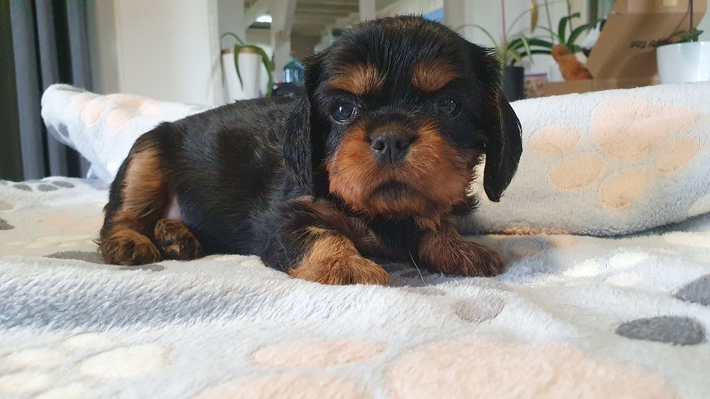 du Domaine D'edrobal - Chiots disponibles - Cavalier King Charles Spaniel