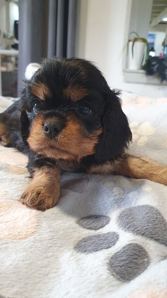 du Domaine D'edrobal - Chiots disponibles - Cavalier King Charles Spaniel