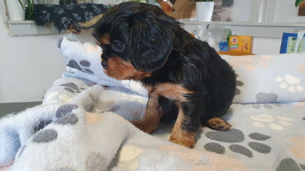 du Domaine D'edrobal - Chiots disponibles - Cavalier King Charles Spaniel