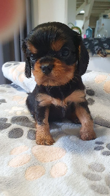 CHIOT 3
