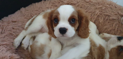 CHIOT 3