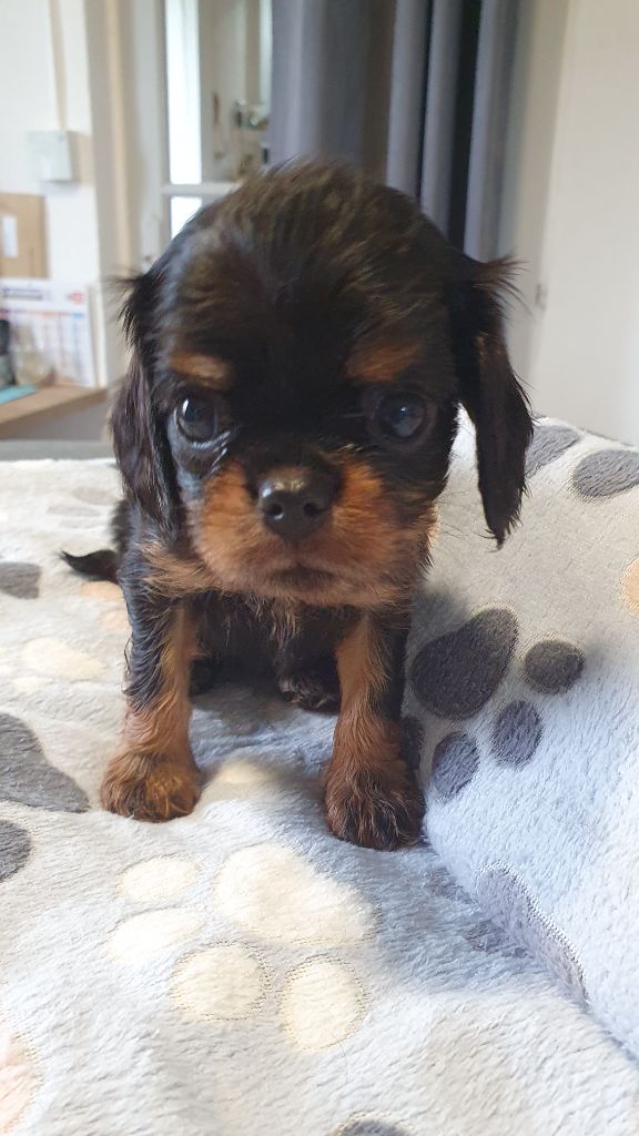 du Domaine D'edrobal - Chiots disponibles - Cavalier King Charles Spaniel